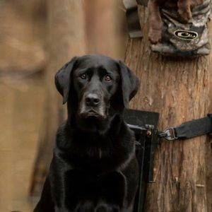 Meet your Posher, Tanner